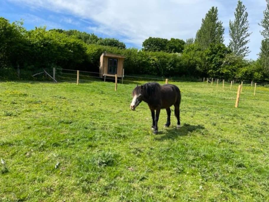 Neddys Rest Luxury Horsebox Stay Battle Extérieur photo